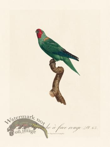 Barraband Parrot 063